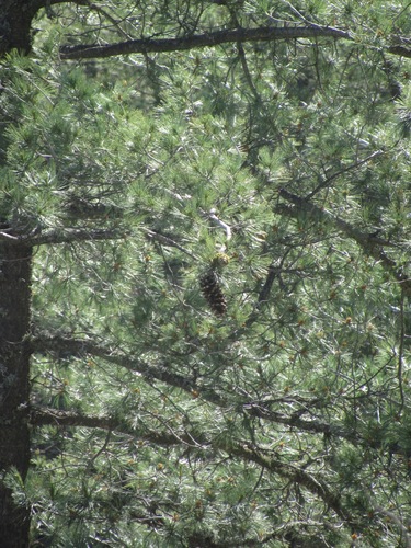 Pinus strobiformis (Southwestern white pine) — photo