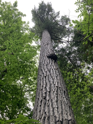 Pinus strobus (White Pine) — photo
