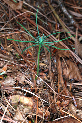Pinus strobus (White Pine) — photo