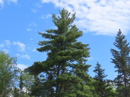 Pinus strobus