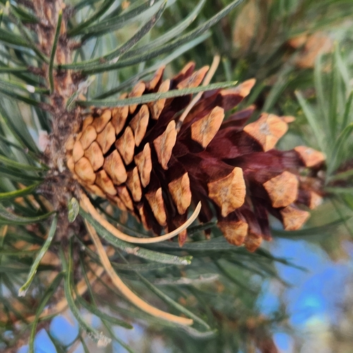 Pinus sylvestris (Scots Pine) — photo