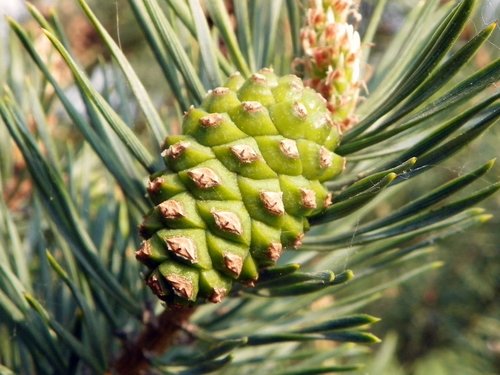 Pinus sylvestris (Scots Pine) — photo