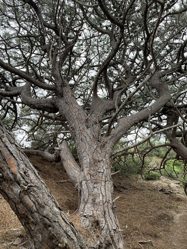 Pinus torreyana (Soledad Pine) — photo