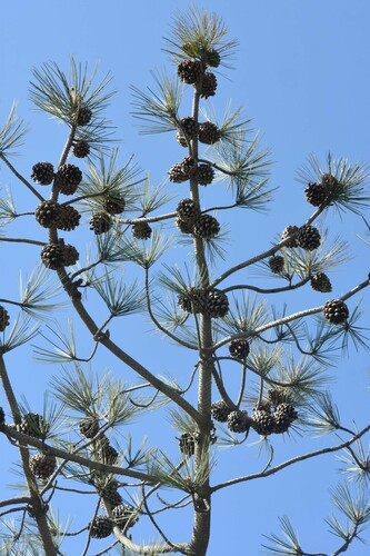 Pinus torreyana (Soledad Pine) — photo