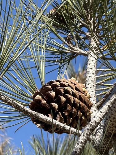 Pinus torreyana