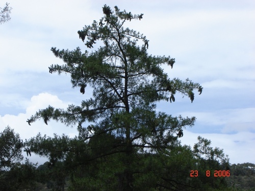 Pinus veitchii — photo