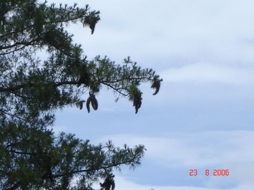 Pinus veitchii — photo