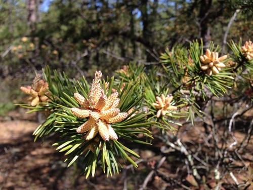 Pinus virginiana (Scrub pine) — photo