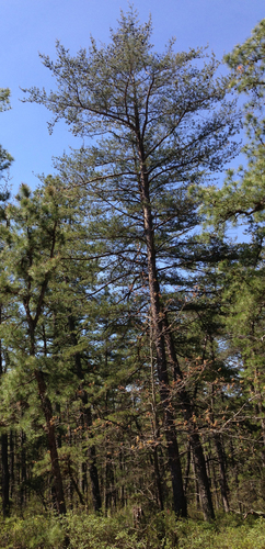 Pinus virginiana (Scrub pine) — photo
