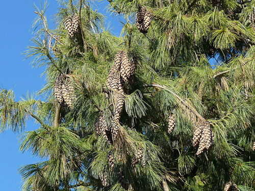 Pinus wallichiana (Himalayan blue pine) — photo