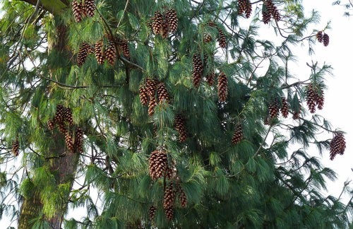 Pinus wallichiana (Himalayan blue pine) — photo