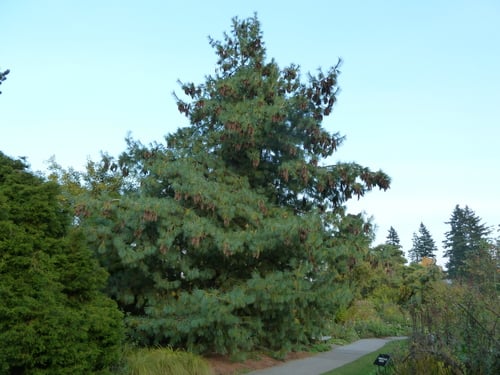 Pinus wallichiana