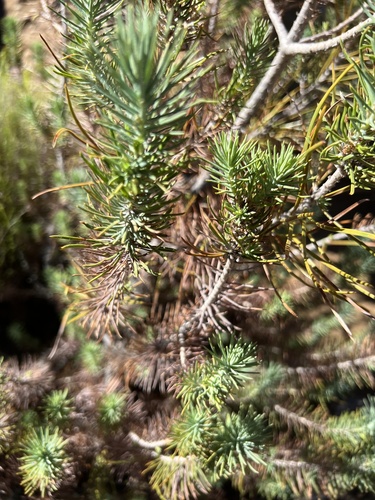 Pinus x quadrifolia (Parry pinyon) — photo