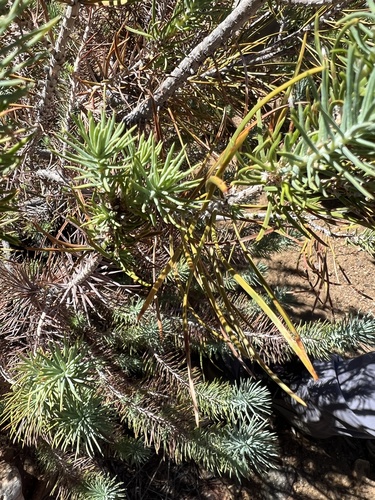 Pinus x quadrifolia (Parry pinyon) — photo