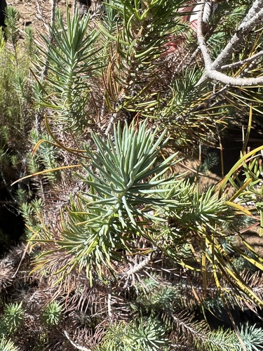 Pinus x quadrifolia