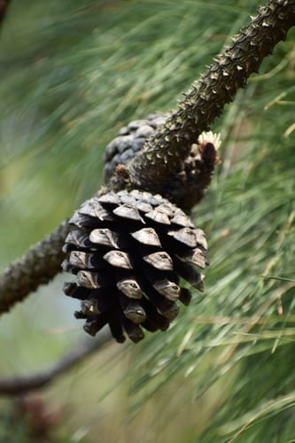 Pinus yunnanensis — photo