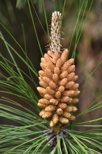 Pinus yunnanensis — photo