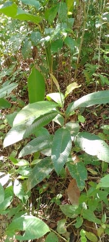 Pinzona coriacea — photo
