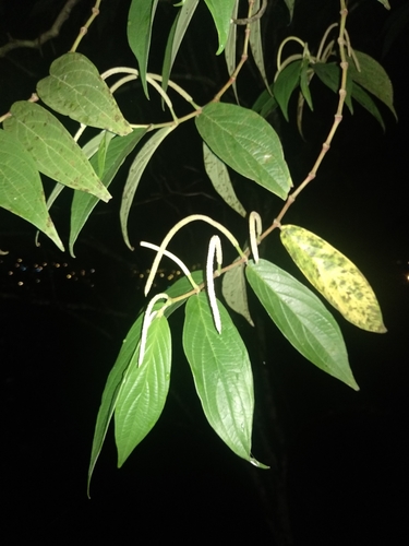 Piper aduncum (Spiked pepper) — photo