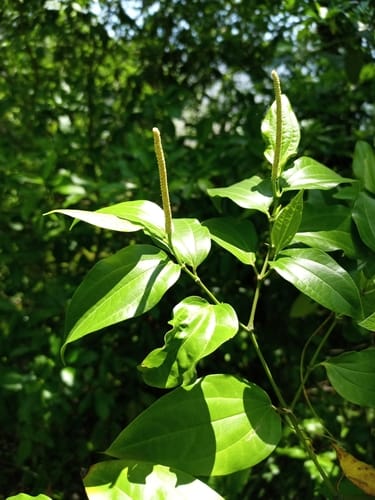 Piper amalago (Amalago pepper) — photo