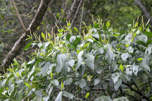 Piper amalago (Amalago pepper) — photo