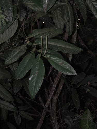 Piper arboreum (Tree like pepper) — photo