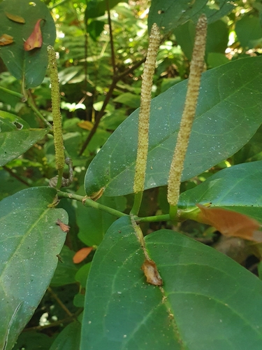 Piper arboreum