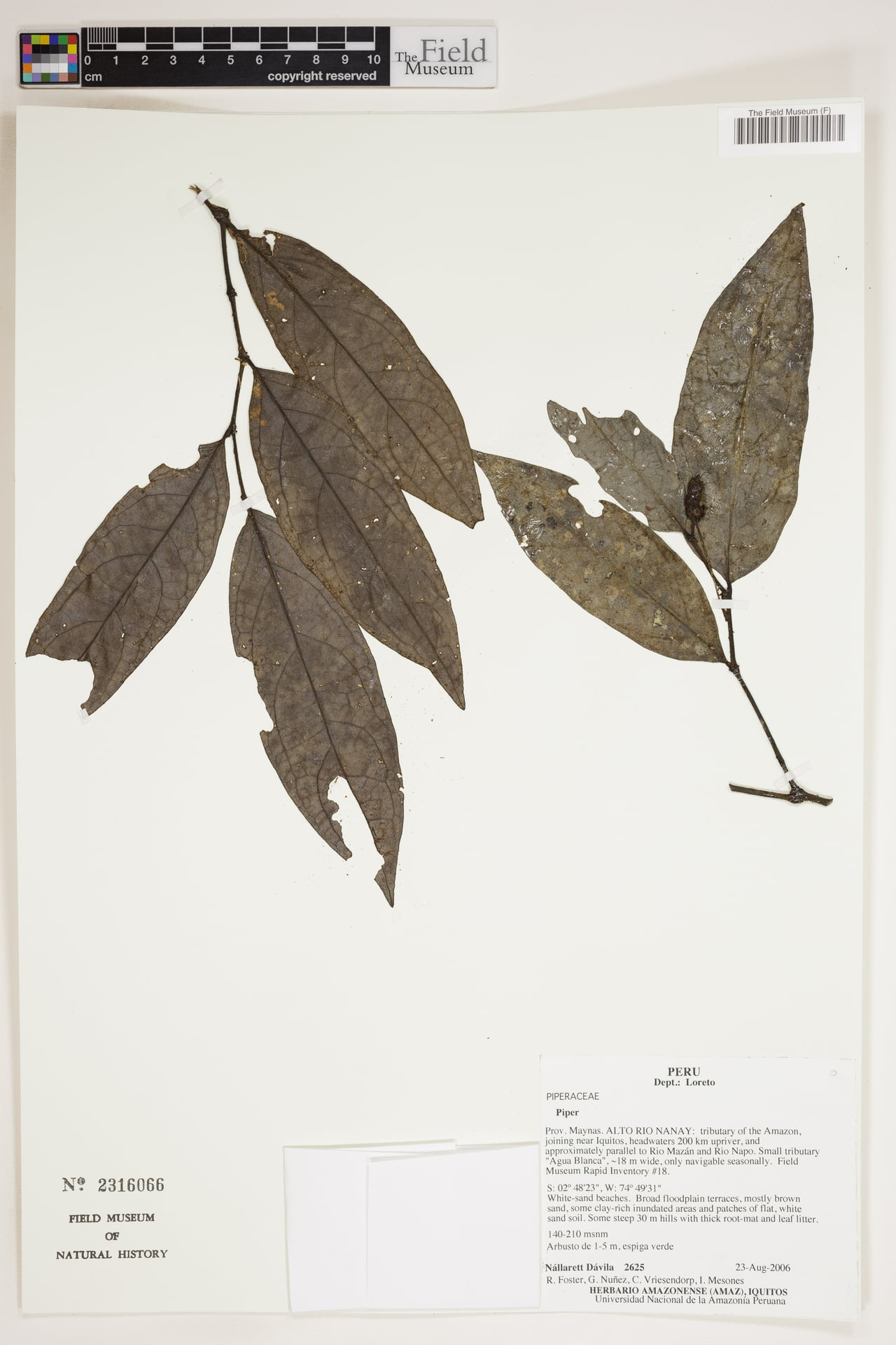 Piper asterotrichum — photo