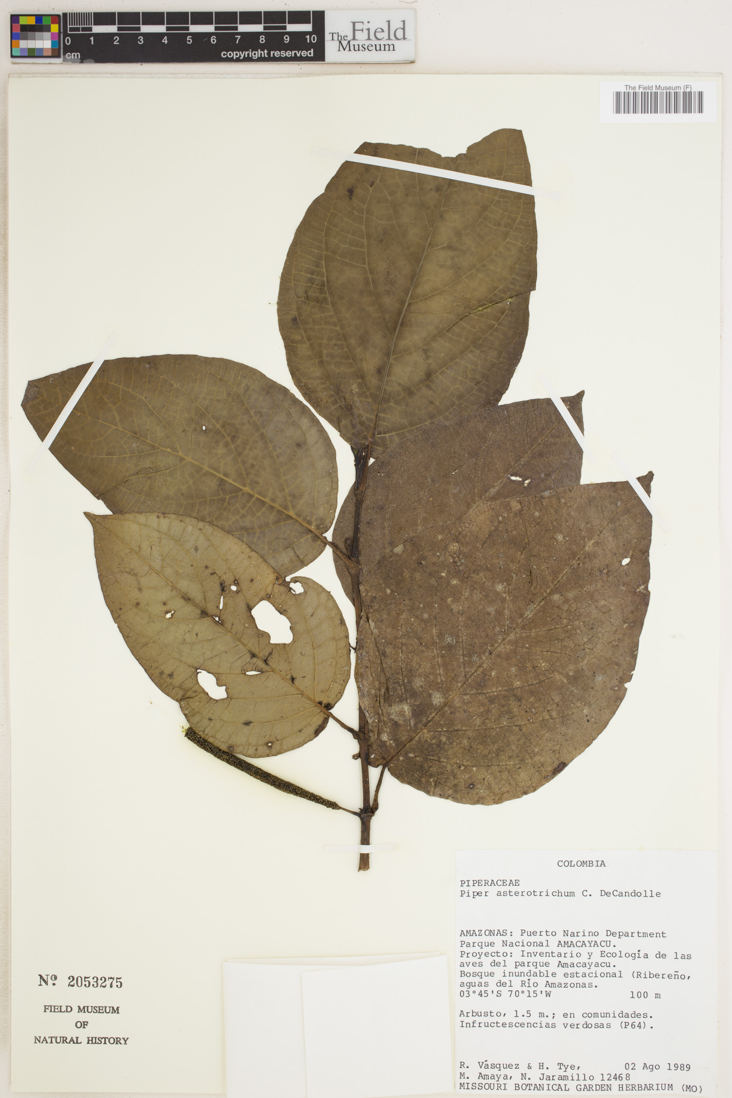Piper asterotrichum — photo