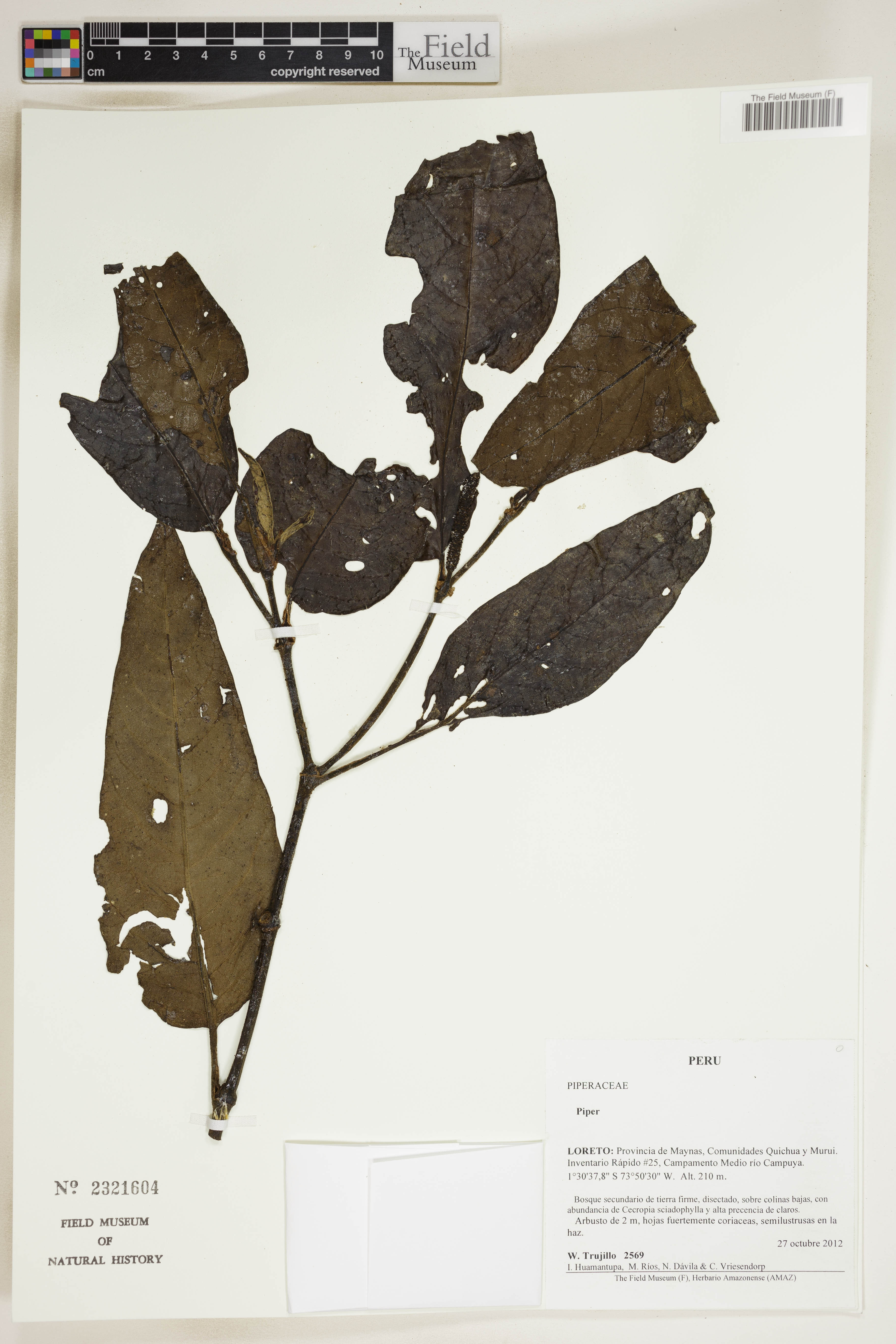 Piper asterotrichum