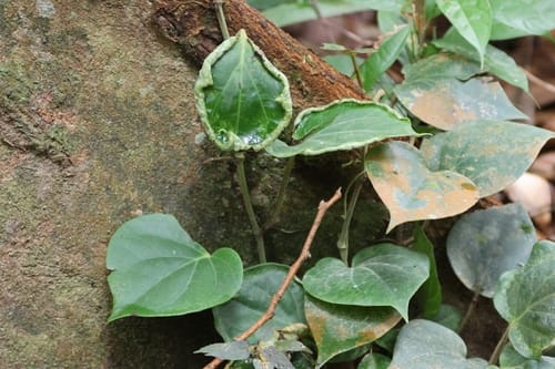 Piper baccatum (Climbing pepper of Java) — photo