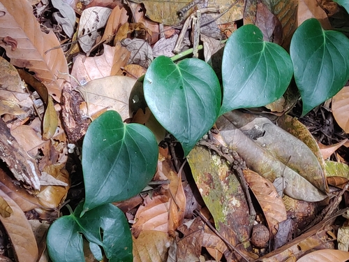 Piper baccatum