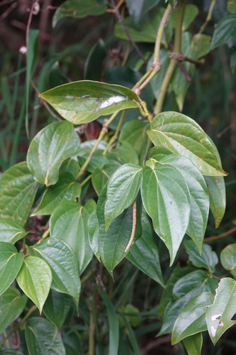 Piper betle (Betel pepper) — photo