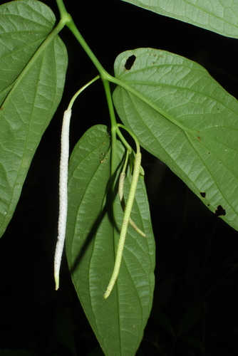 Piper boehmeriifolium (False-nettle leaved pepper) — photo