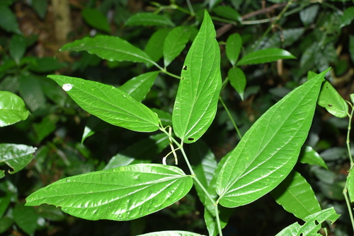 Piper boehmeriifolium (False-nettle leaved pepper) — photo
