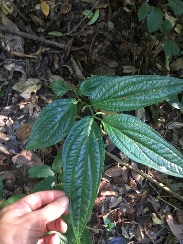 Piper boehmeriifolium