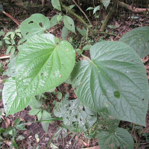 Piper bogotense (Bogota pepper) — photo