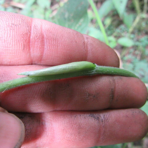 Piper bogotense (Bogota pepper) — photo