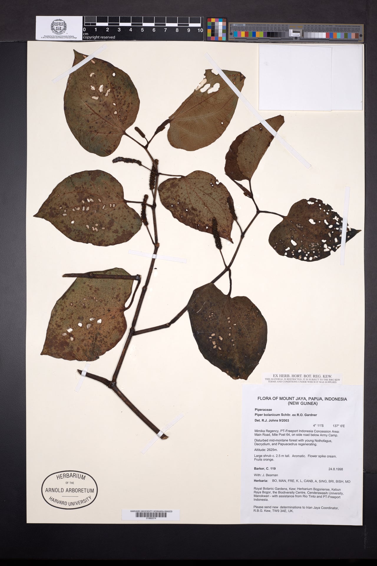 Piper bolanicum — photo