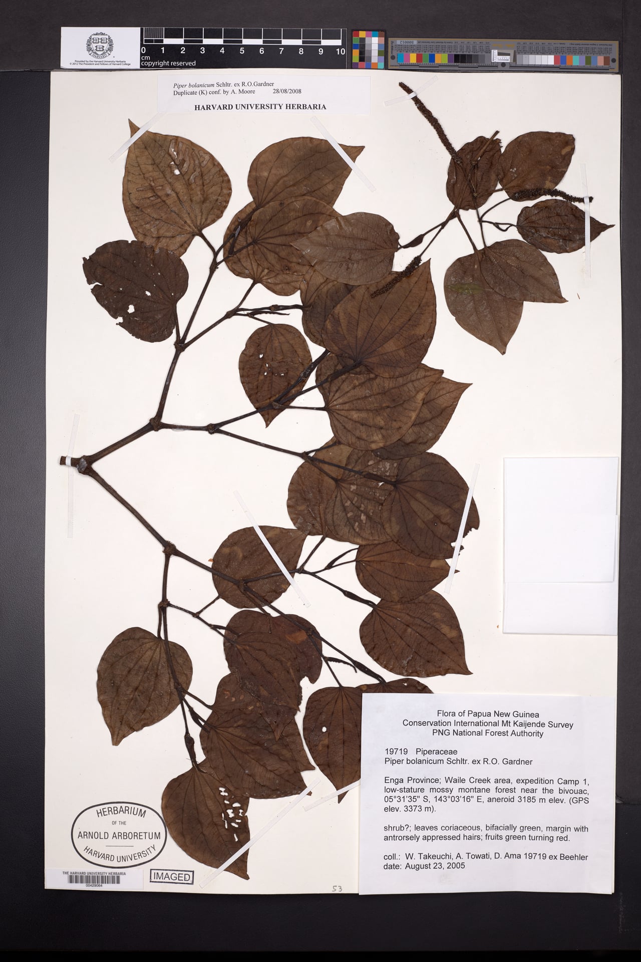 Piper bolanicum