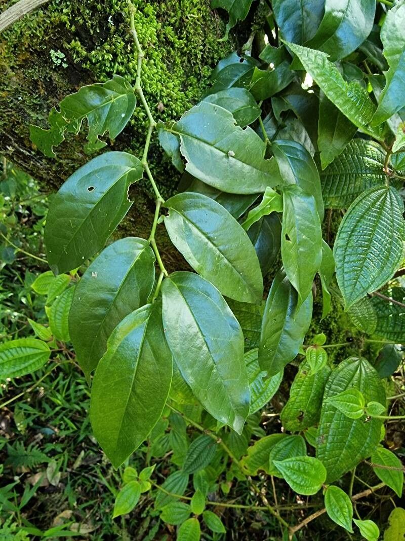 Piper borbonense (Tsiperifery) — photo
