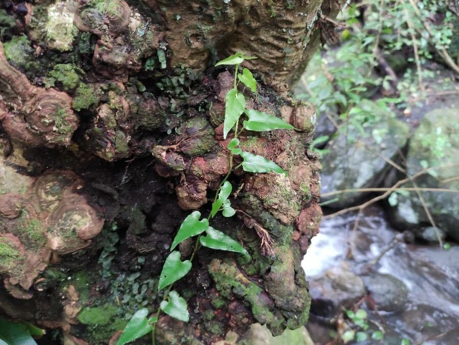 Piper borbonense (Tsiperifery) — photo