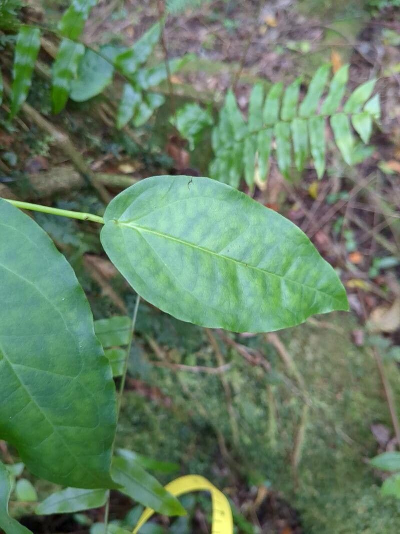 Piper borbonense (Tsiperifery) — photo