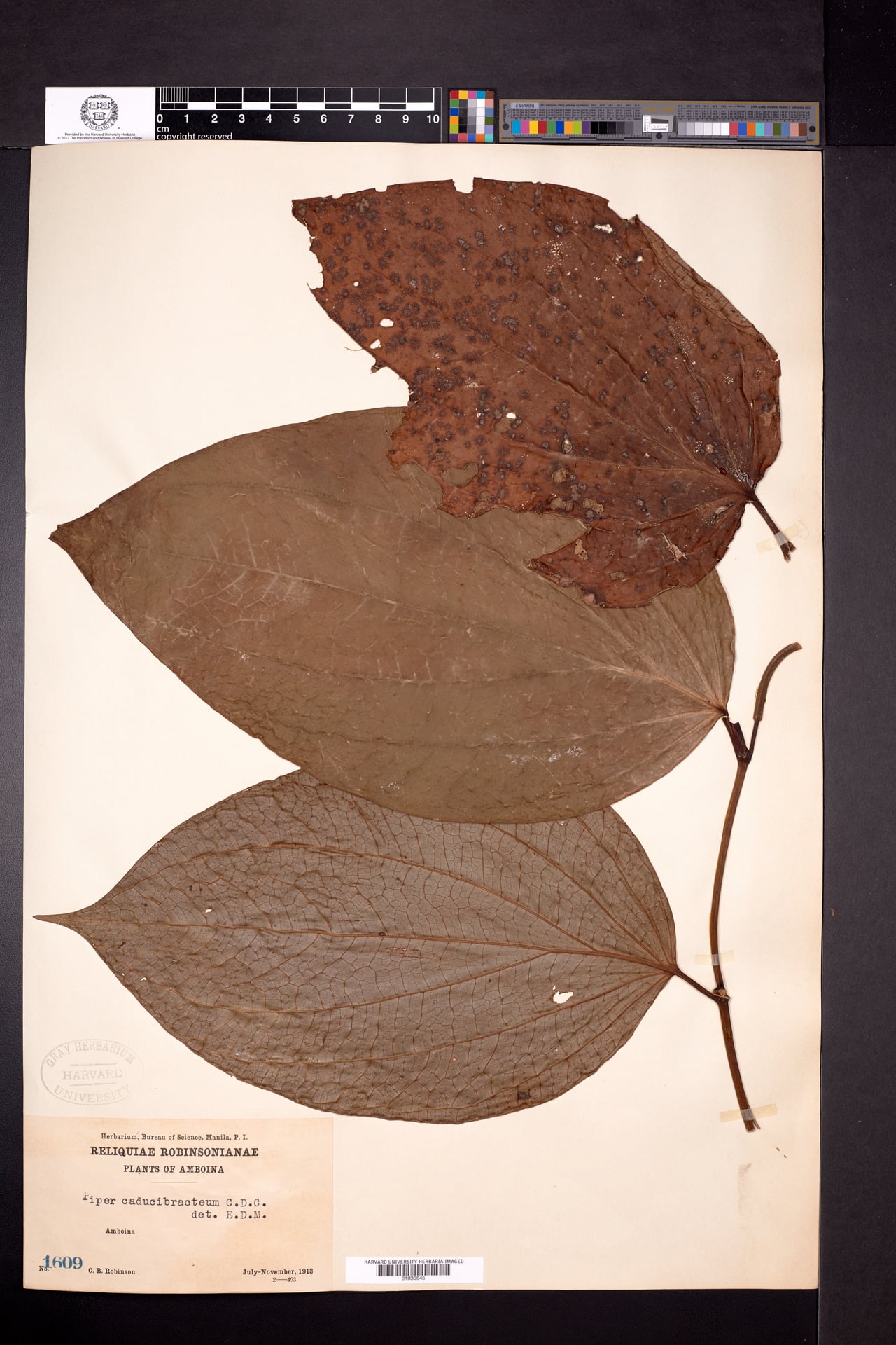 Piper caducibracteum (Pepper leaf) — photo
