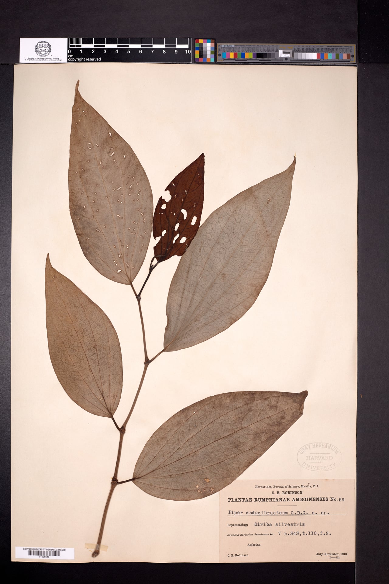Piper caducibracteum