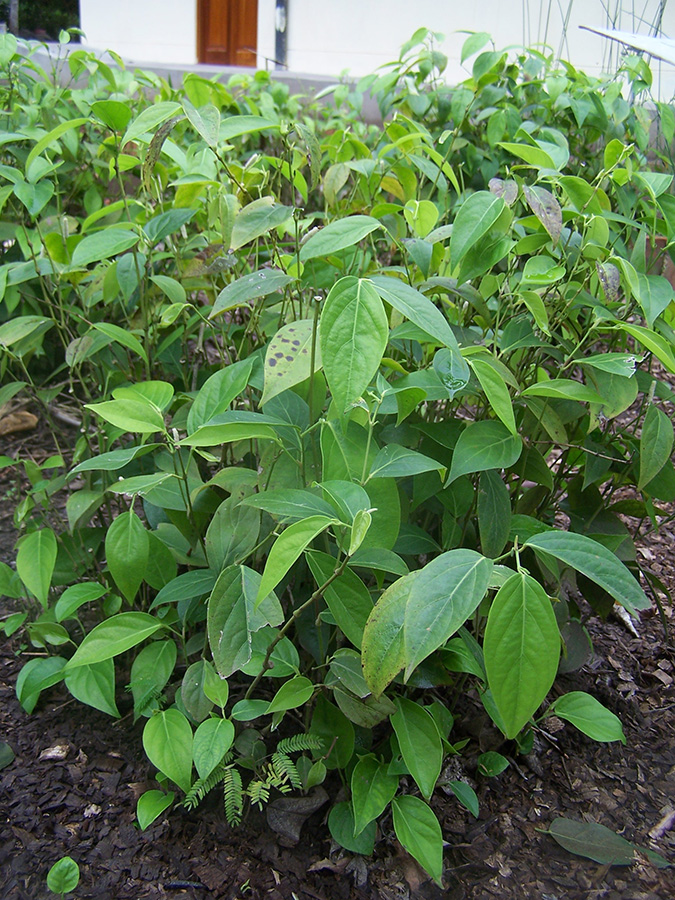 Piper callosum