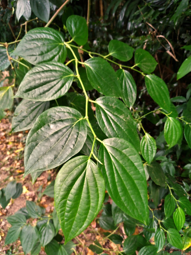 Piper caninum (Java pepper) — photo
