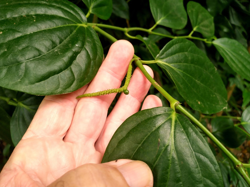 Piper caninum (Java pepper) — photo