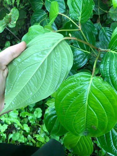 Piper carpunya — photo
