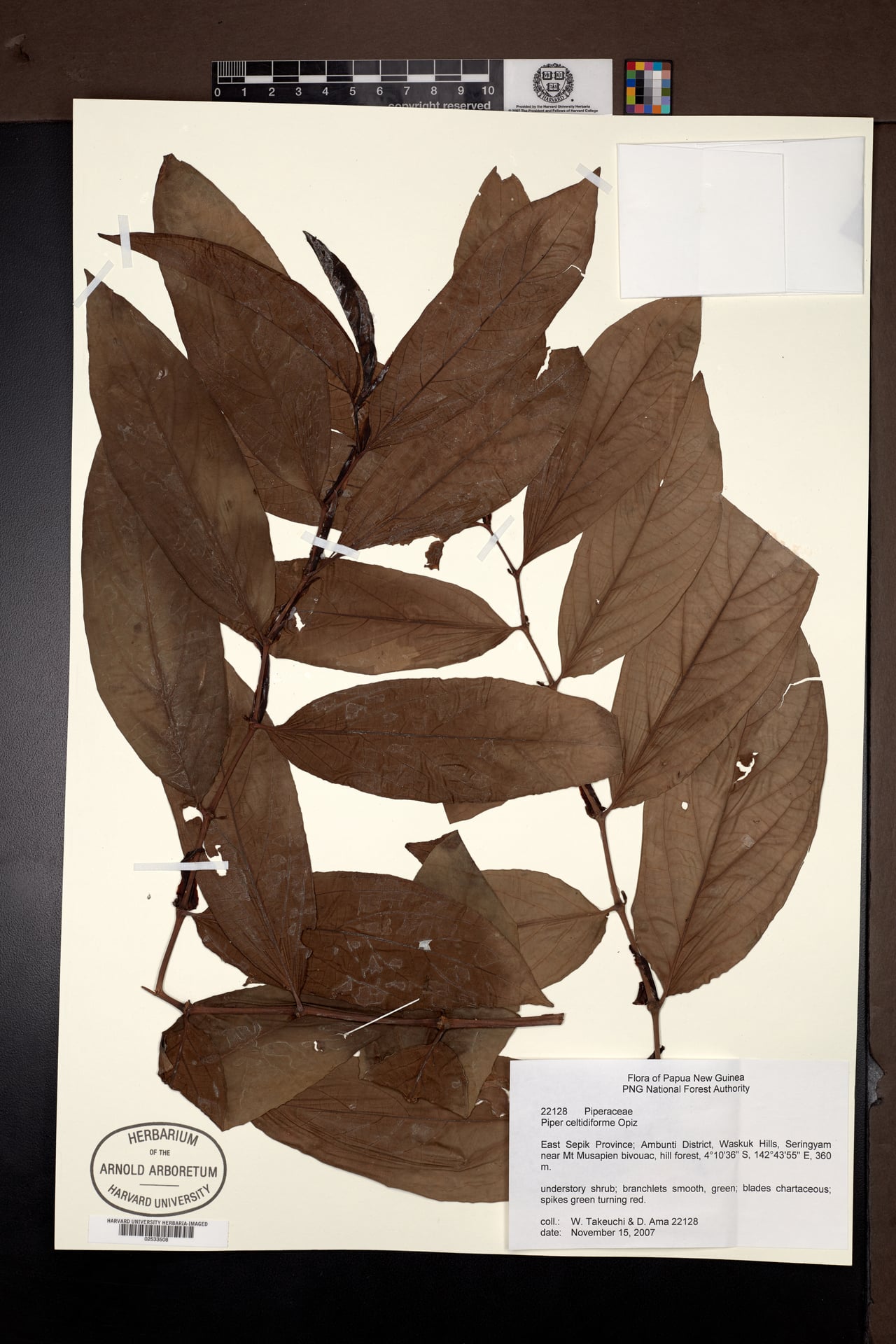 Piper celtidiforme — photo